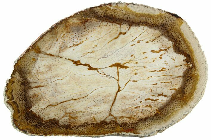 Polished Petrified Palmwood (Palmoxylon) Round - Texas #184775